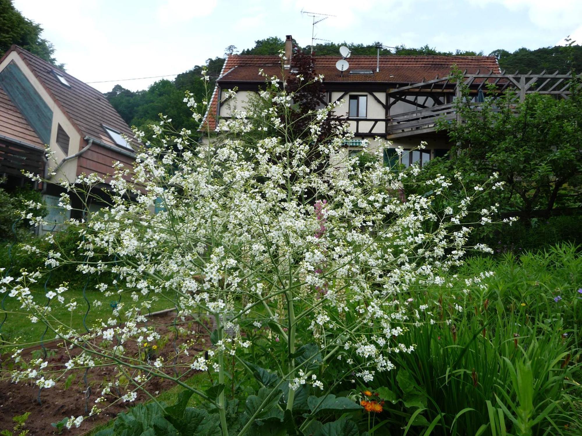 Alsace Village Obersteinbach Exteriér fotografie